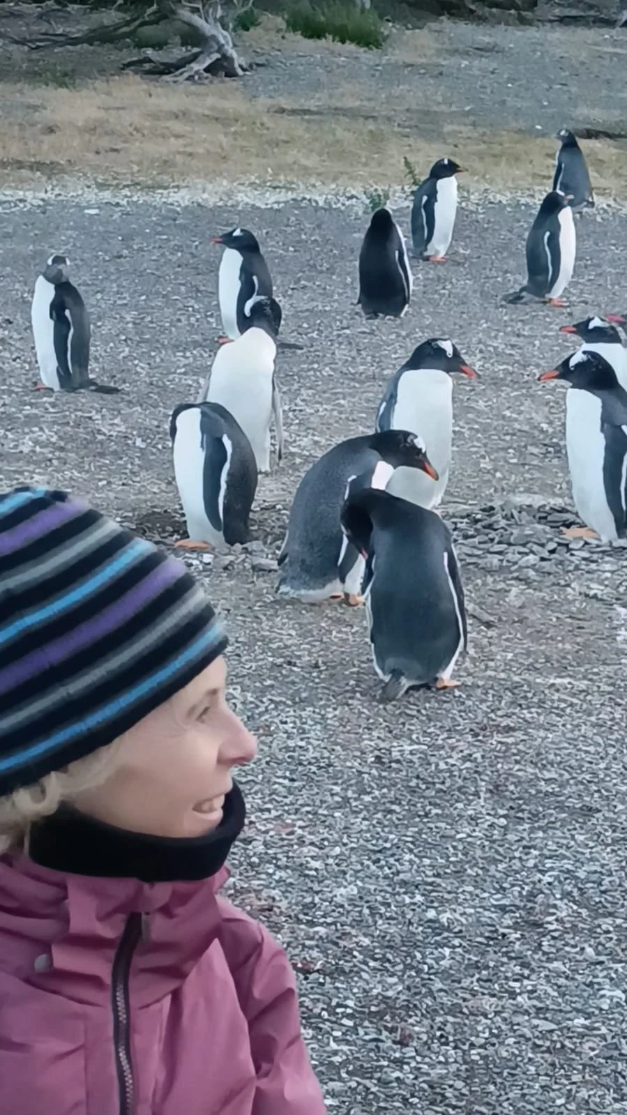 Gloria observando pingüinos en Ushuaia