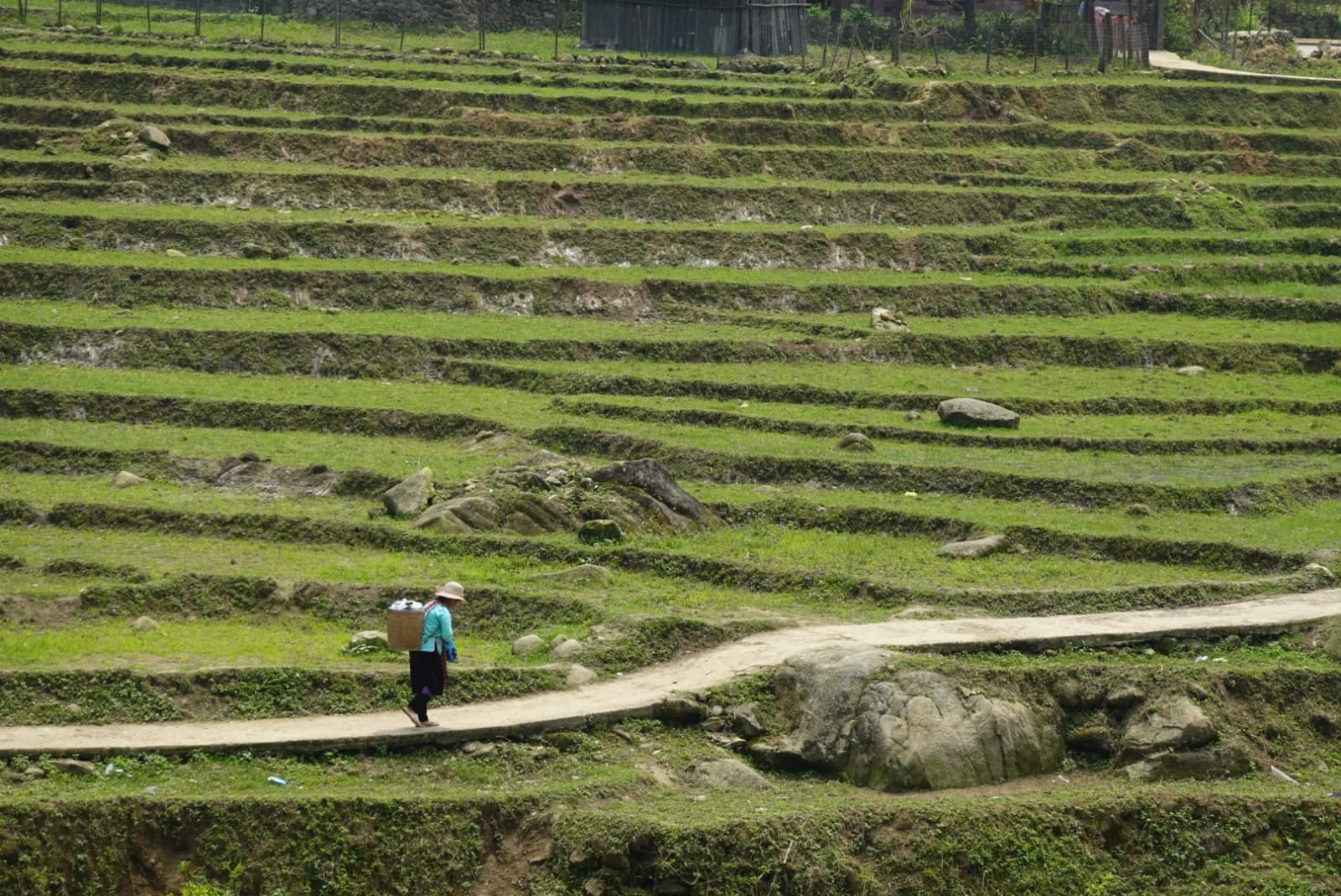 Una persona caminando entre arrozales en terrazas en Vietnam