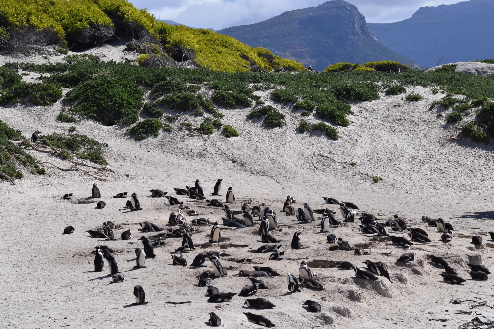 Una colonia de pingüinos africanos descansa en la arena de Boulders Beach.