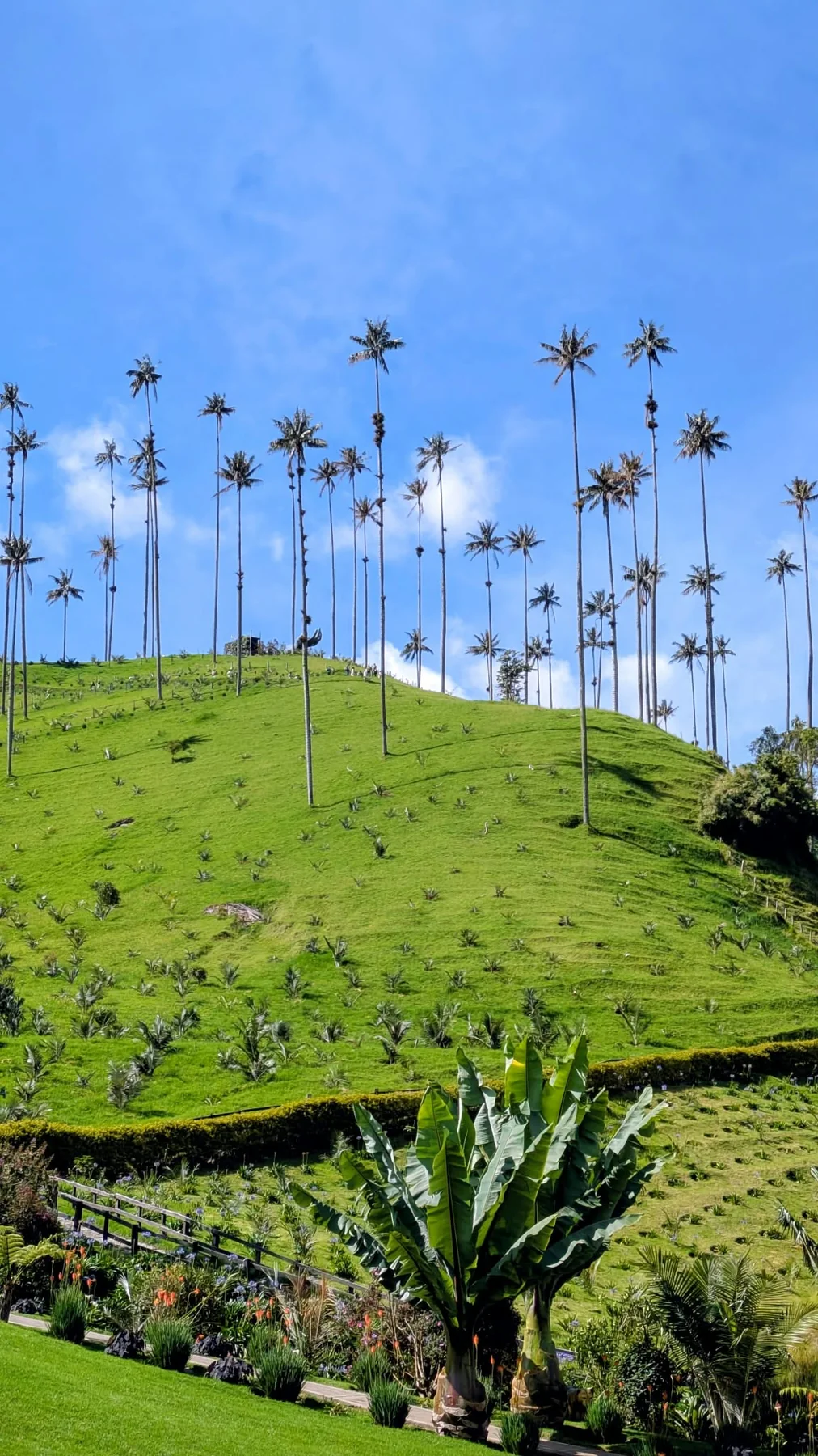 Palmas de cera en las laderas verdes del valle de Cocora, Colombia.