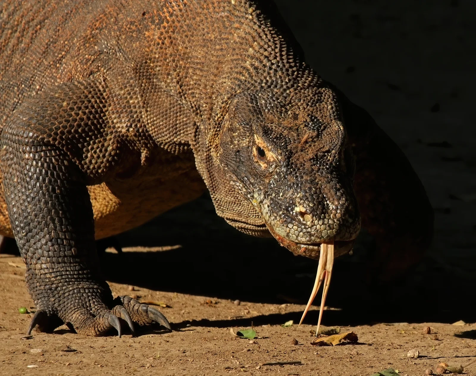 Primer plano de un dragón de Komodo en el Parque Nacional de Komodo.