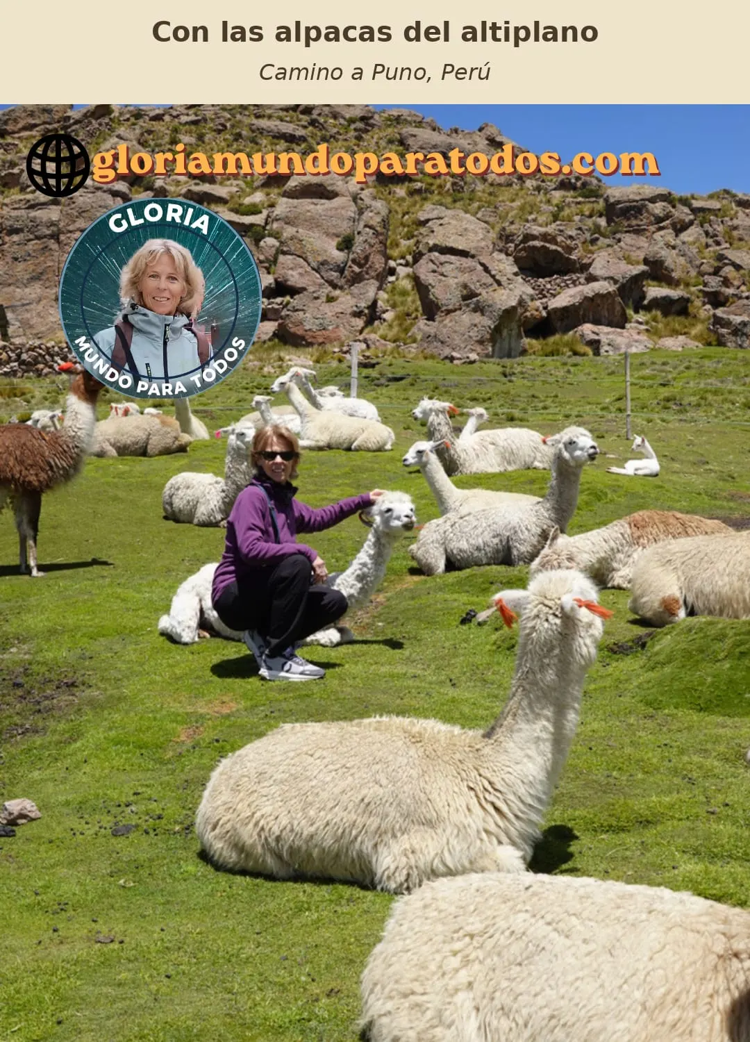 Gloria se agacha entre un grupo de alpacas que descansan sobre la hierba del altiplano, camino a Puno.