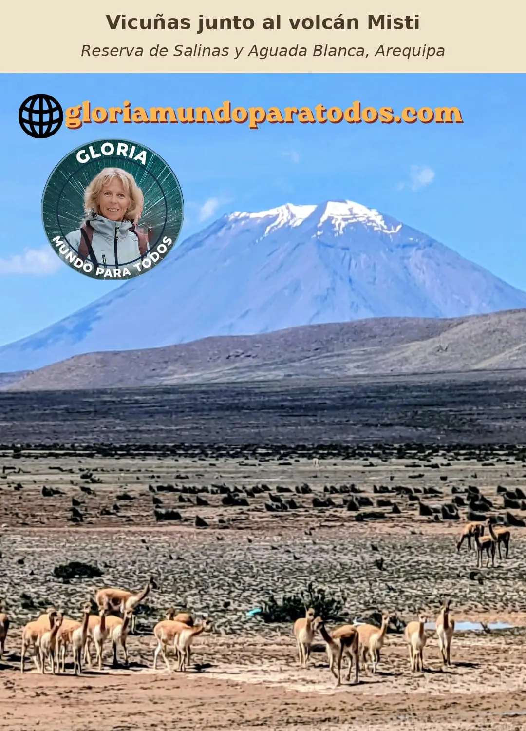 Un grupo de vicuñas recorre el altiplano de la Reserva de Salinas y Aguada Blanca, con el volcán Misti al fondo.