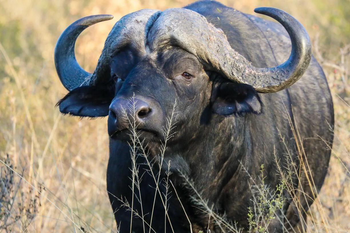 Búfalo en la reserva de Nambiti