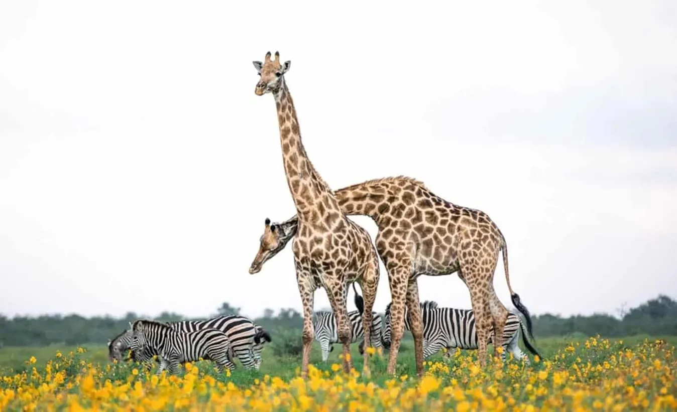 Dos jirafas y una cebra cruzan una llanura cubierta de flores amarillas.