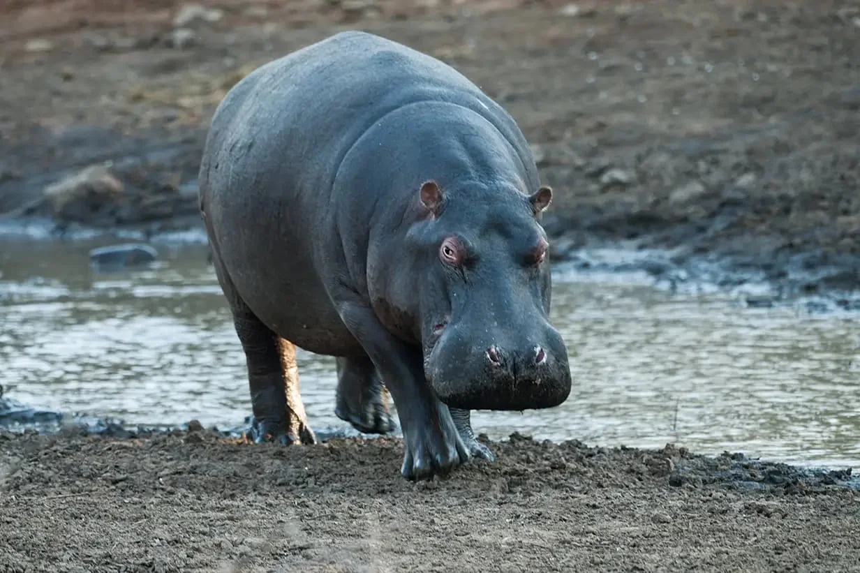 Un hipopótamo camina por el barro junto a una charca de la reserva.