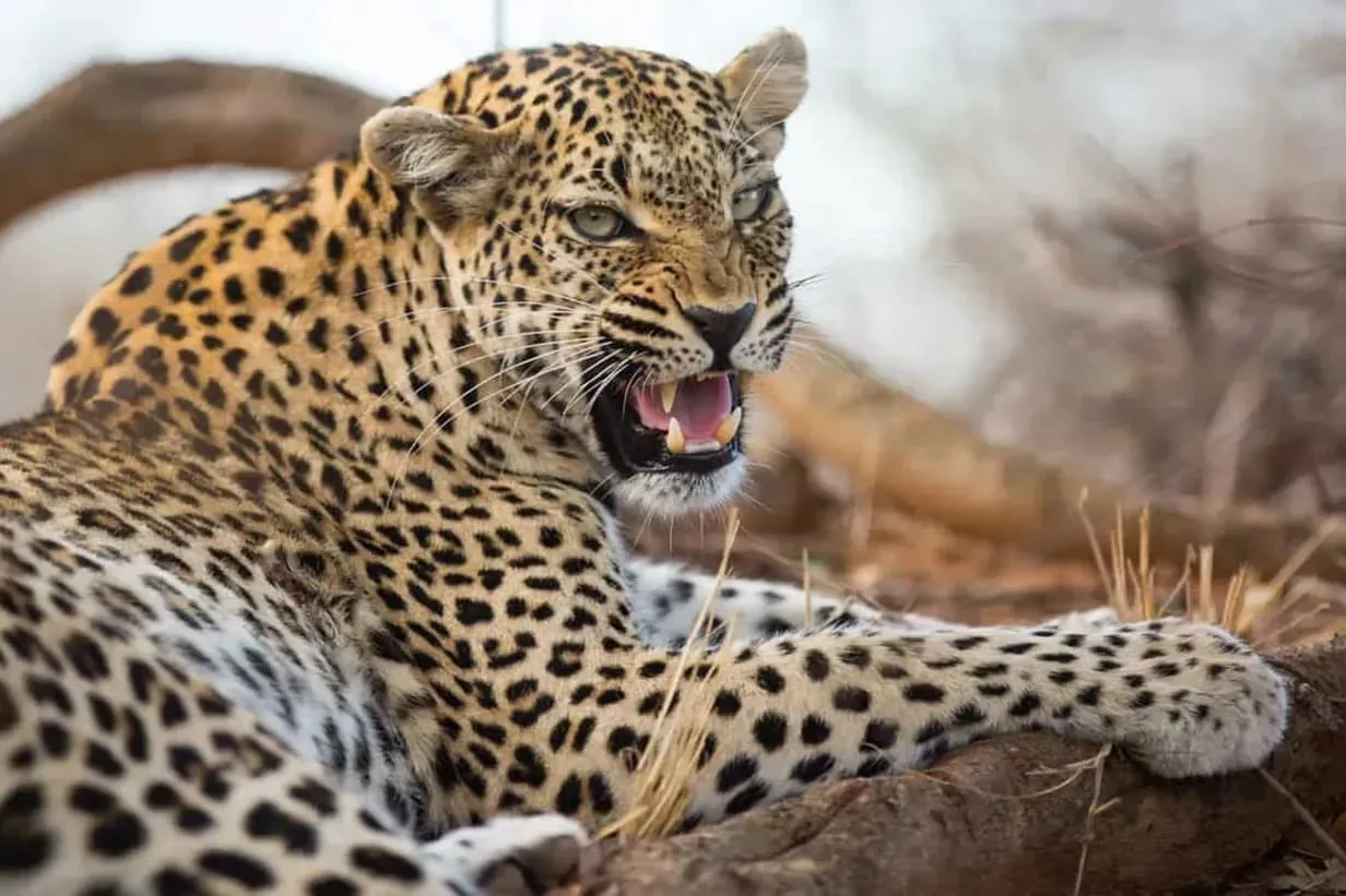 Un leopardo descansa sobre una roca y mira hacia un lado entre la vegetación seca.