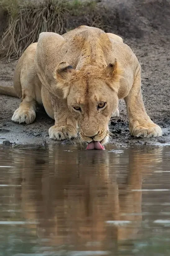 Un león joven bebe en una charca y su reflejo aparece sobre el agua.