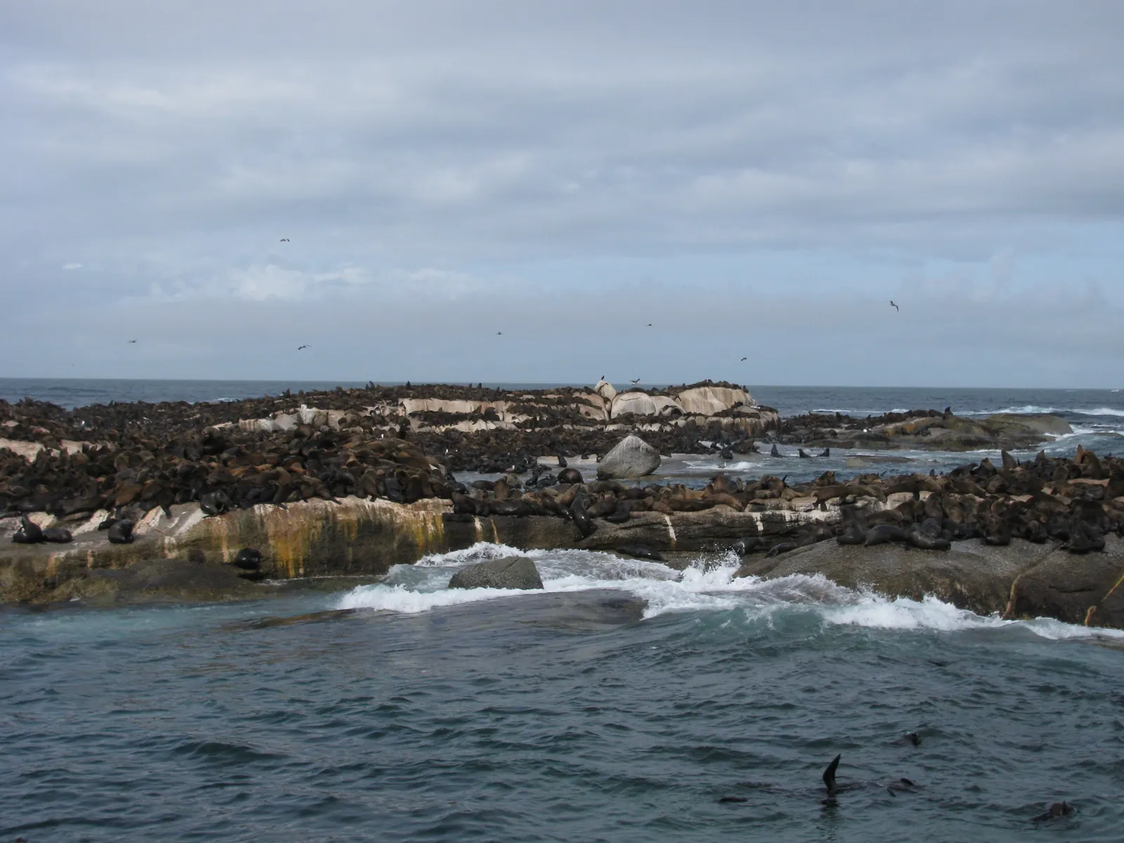 Una gran colonia de lobos marinos del Cabo ocupa las rocas de Seal Island, frente a Hout Bay.