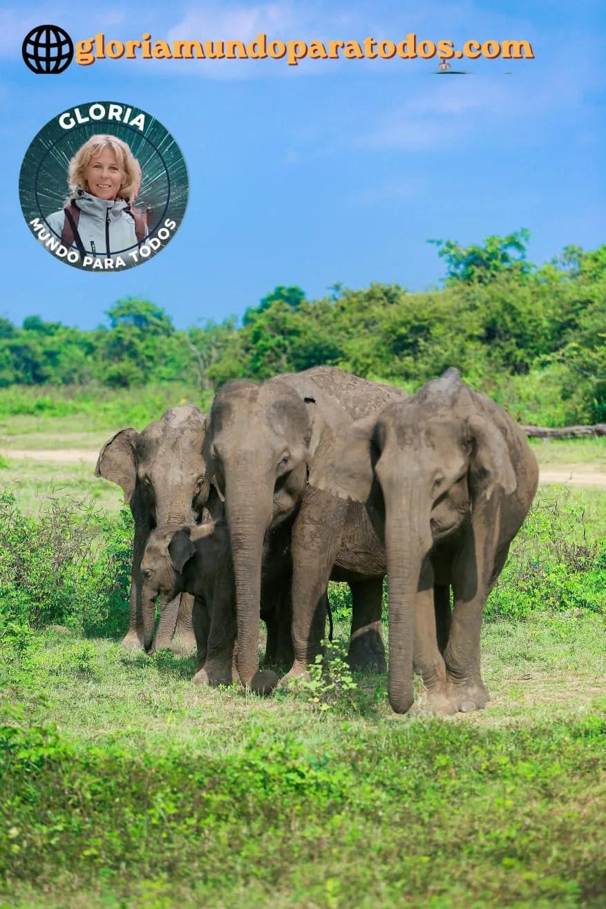 Una familia de elefantes asiáticos permanece unida en una llanura verde de Sri Lanka.