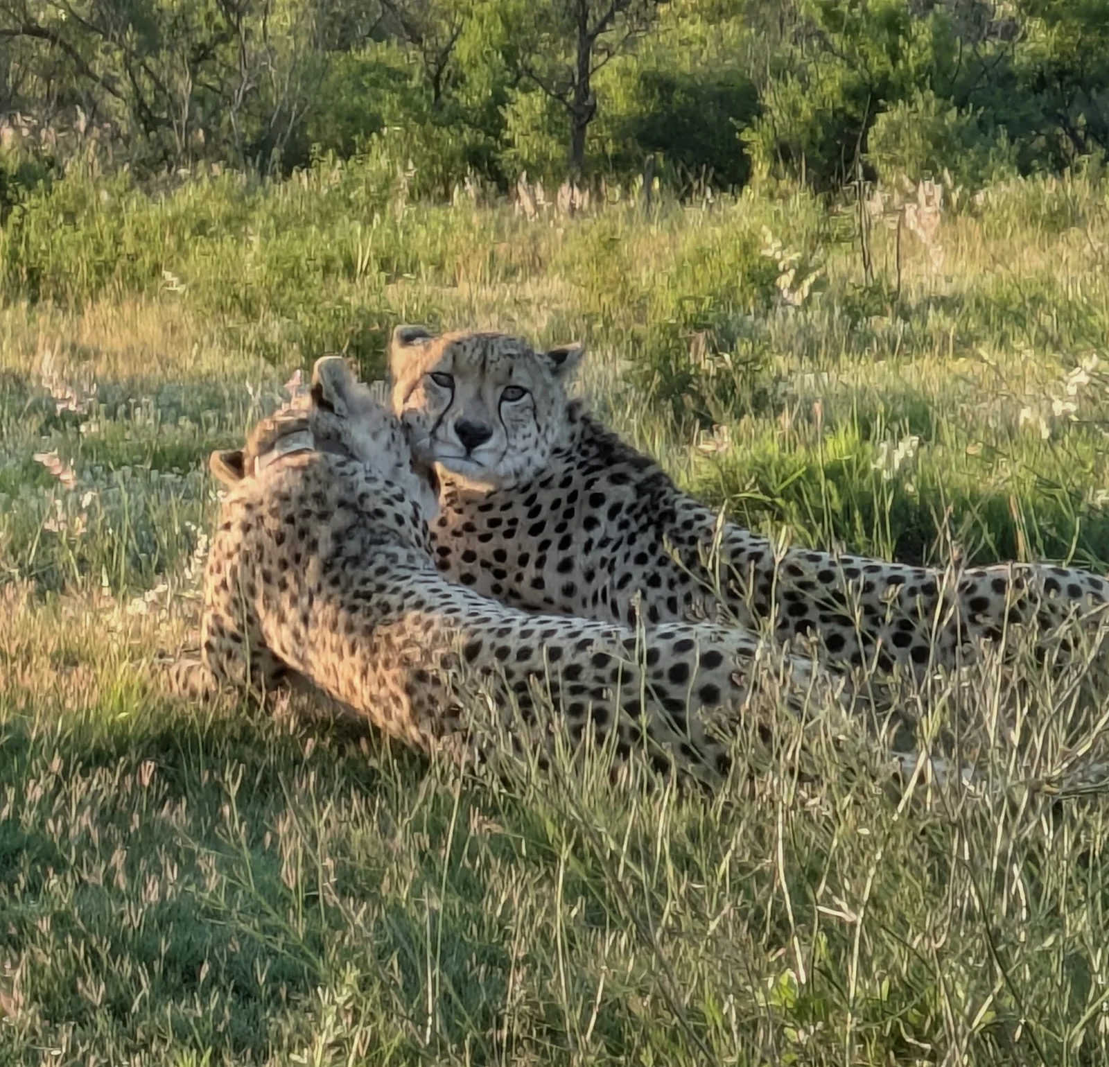 Dos guepardos descansando juntos entre la hierba